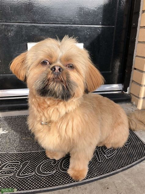 HALF IMPERIAL SHIH TZU (PROVEN) - Stud Dog in GLASGOW , the United ...