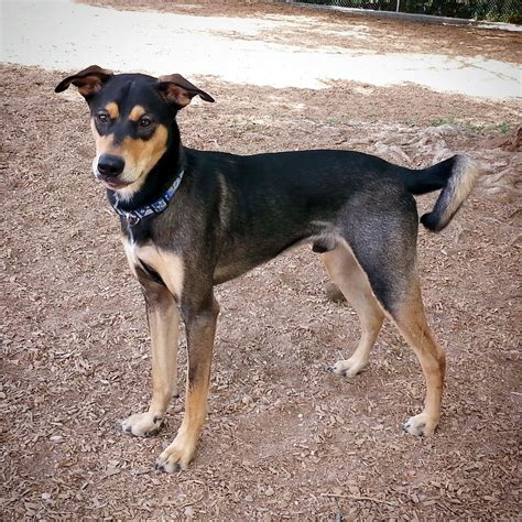 Shepherd Doberman Mix