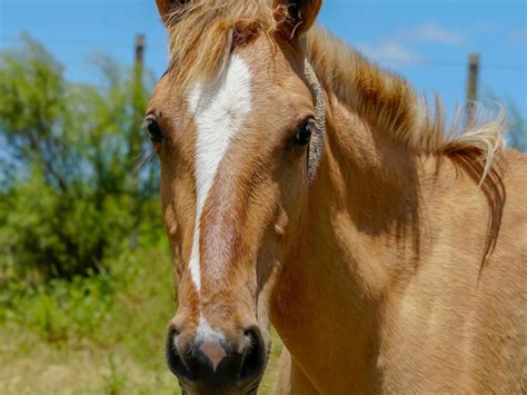 Horses with Interrupted Face Markings - The Equinest