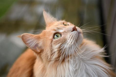 Are Dogs Whiskers As Important As Cats