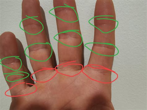 Creases in the green circle indicate where your fingers can bend ...