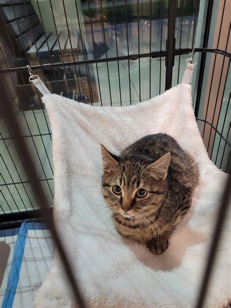 OYSTER BAY ANIMAL SHELTER - Syosset NY - Hours, Directions, Reviews ...