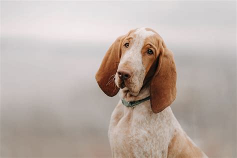 Bracco Italiano Archives - iHeartDogs.com
