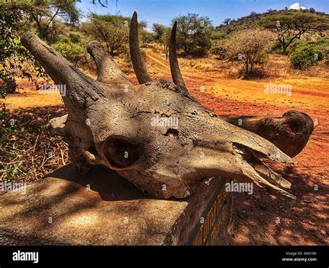 Giraffe skull hi-res stock photography and images - Alamy