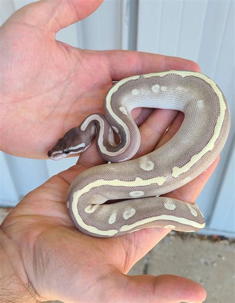 Pastel Mystic Ball Python