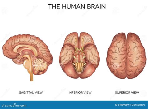 Sagittal View Of Brain Unlabeled