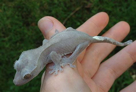 White And Black Crested Gecko - aspca donation rating