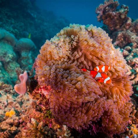 Clownfish are anemonefish visitors can see them on the GBR