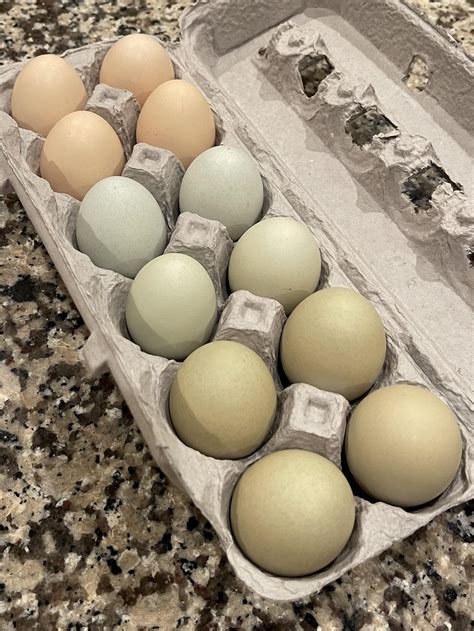 Easter Egger Chickens Eggs