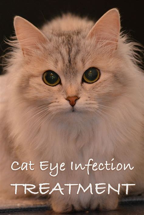 Cat eye infection home remedies signs and symptoms - Artofit