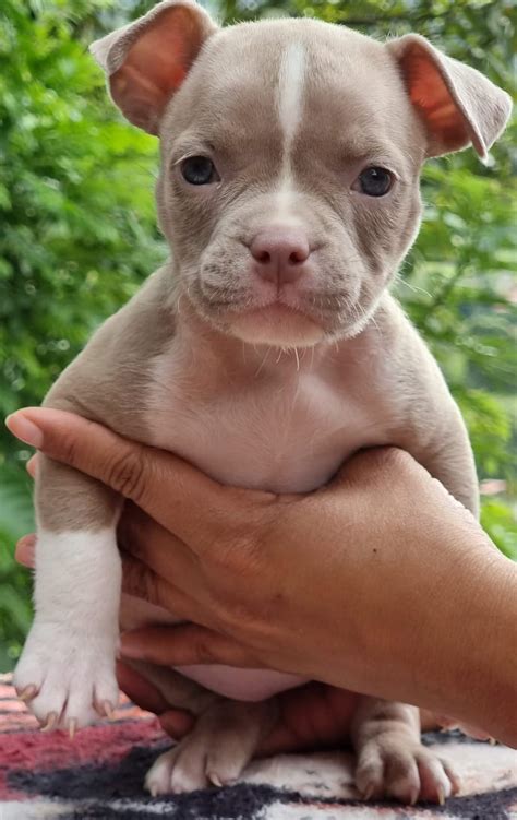 comprar american bully pocket - Puppy World