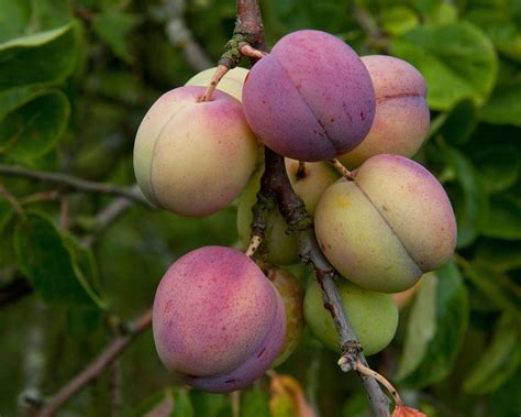 Types of plum trees: 12 varieties to grow for a fruitful autumn harvest ...