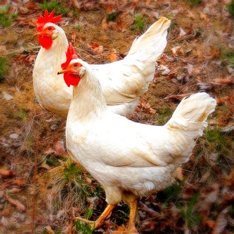White Leghorn Chicks For Sale Online | Valley Hatchery