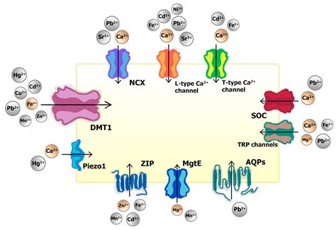 Direct Effects of Toxic Divalent Cations on Contractile Proteins with Implications for the Heart ...