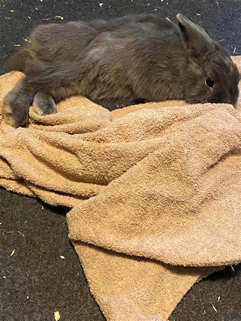 How much banana is too much? Found señorita banana for Eazy, my lionhead. How much banana can a ...