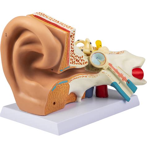 VEVOR Human Ear Anatomy Model, 5 Times Enlarged Human Ear Model, PVC ...