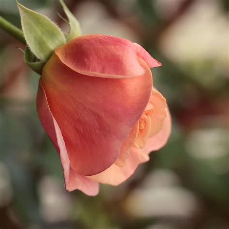 Rose flower in my balcony garden. I love the color of sunrise : r/flowers