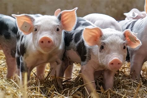 Farm Animal Wallpaper Uk at Jacob Mauldin blog