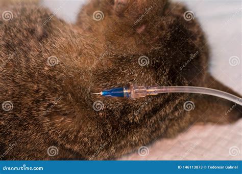 Cat Subcutaneous Fluid