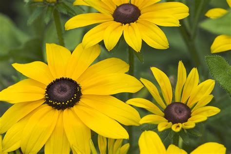 Black Eyed Susan Perennial