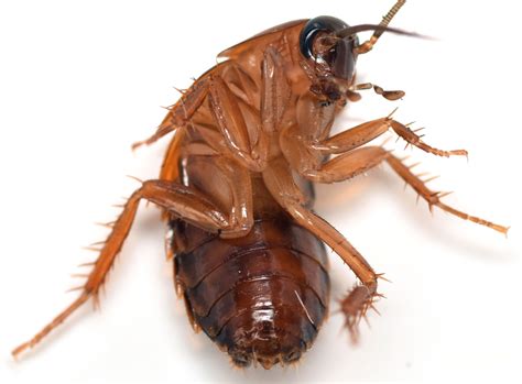 Virginia wood roach - Parcoblatta virginica - BugGuide.Net