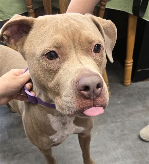 Pets - Shenango Valley Animal Shelter