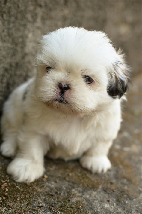 Where Are Shih Tzu Puppies