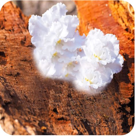 Arabian Sandalwood Fragrance Oil - KC's Home Fragrances