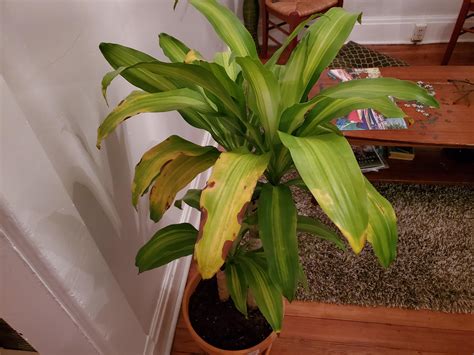 Yellowing leaves in my corn plant: Dracaena fragrans 'Massangeana', I ...