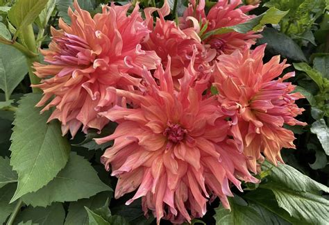 Get a First Crack on Your Garden: Starting Dahlias Indoors - can you grow dahlias indoors