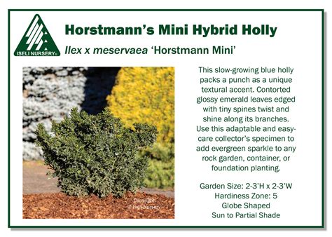 Ilex x meservaea 'Horstmann Mini'