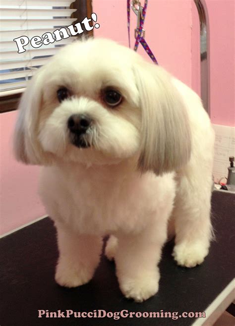 Image result for havanese haircut styles | Havanese grooming, Dog ...