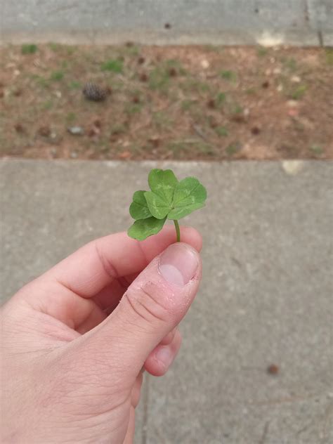 6 leaf clover (very rare) by TheJourneyman1980 on DeviantArt