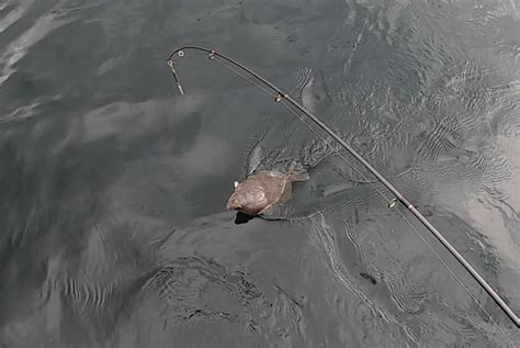Hood Canal Crabbing and Flounder October 2020 – PNW BestLife
