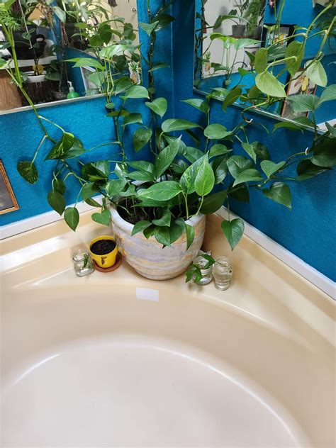 My wife is a plant ninja! Everytime I turn around there is a new plant somewhere in here. : r ...