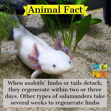 axolotl regenerate limbs - The Pet Wiki