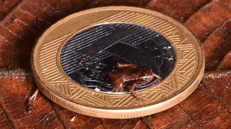 What is the smallest animal on Earth? | Live Science