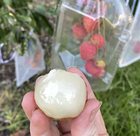 Hak Ip Lychee Grow Guide - Tropical Tree Guide