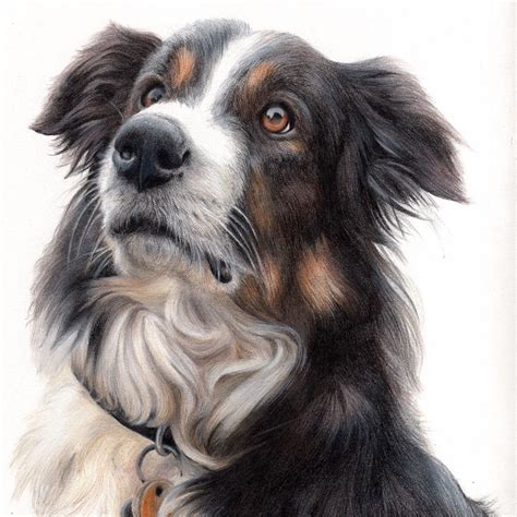 Colored Pencil Pet Portrait — Carol Pascale Studio | Art, Illustration ...