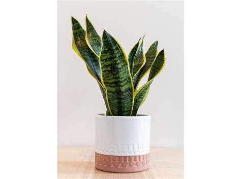 Seven beautiful houseplants that are almost impossible to kill | YourLifeChoices