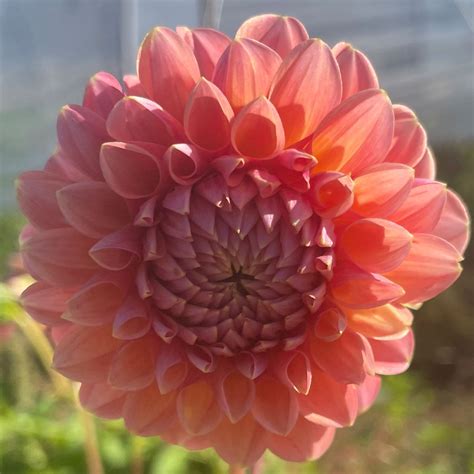 Natalie G – Terramor Farm