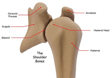 Reverse Shoulder Replacement - Shoulder Innovations