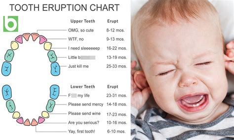 Parents share a Babyology's baby teething chart Baby Teething Chart, Baby Teething Remedies ...