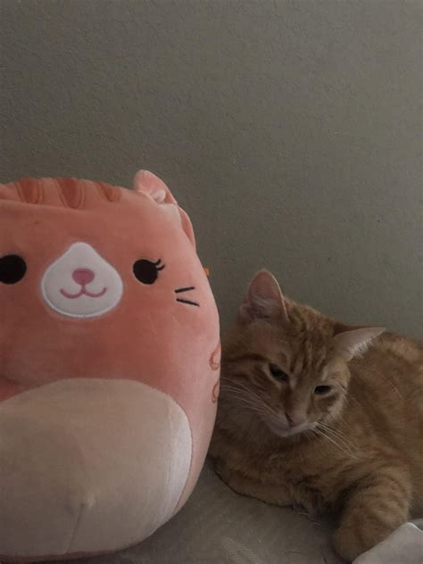 We got our cat Zyrtec an orange cat squishmallow. Hopefully the squish ...