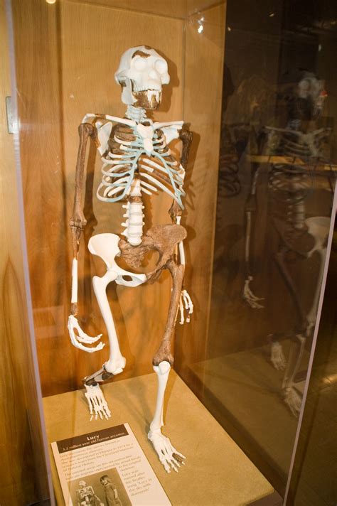 Australopithecus Skeleton