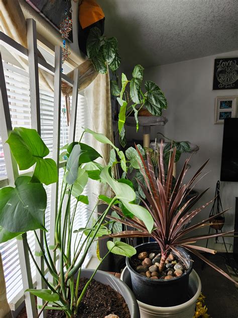 My wife is a plant ninja! Everytime I turn around there is a new plant somewhere in here. : r ...
