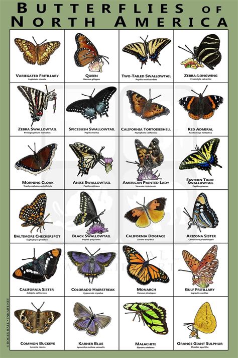 North America Butterflies | Butterfly species, Types of butterflies ...
