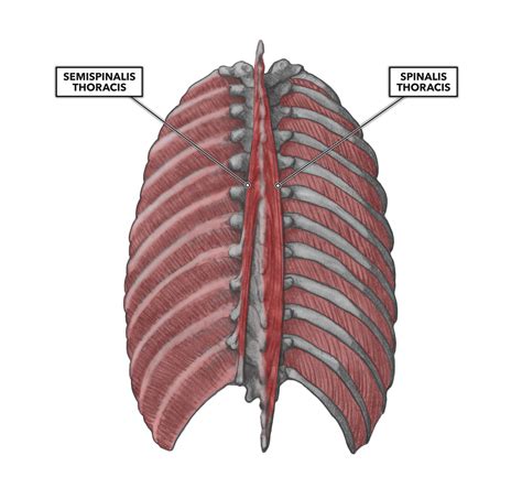 Transverse Thoracic Muscle