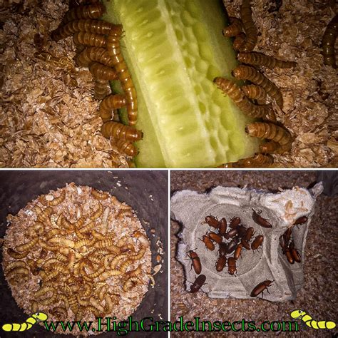 Mealworms Life Cycle