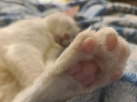 The Sacred Beans : toebeans